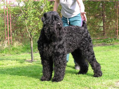 Black Russian Terrier Dog Working Dog Breeds Pictures And Information
