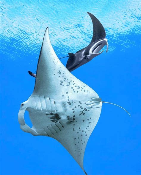 Two Giant Manta Rays Dancing Together In The Waters Off Of Maui