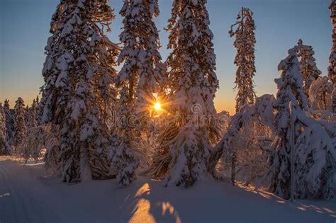 Magical Sunrise In Norway Beautiful Winter Landscape With Snow Covered