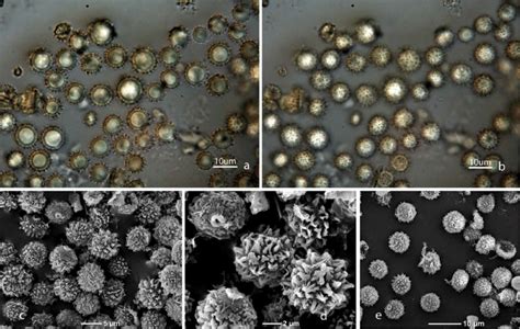 Pisolithus Lebel Sp Nov 2 A B Spores Pdd102278 C D Sems Of Spores