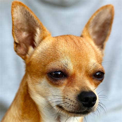 ¿cómo Saber Si Un Chihuahua Es De Raza Pura Todo
