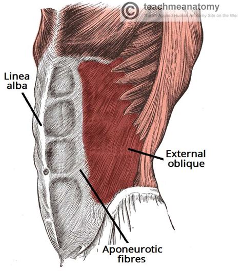 Transversus abdominis muscle internal abdominal oblique muscle rectus abdominis muscle anterolateral abdominal wall. The Anterolateral Abdominal Wall - Muscles - TeachMeAnatomy