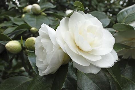 What Do Camellia Flowers Symbolize? We Bet You Didn't Know This