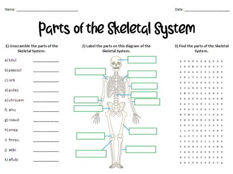 Parts Of The Skeletal System Worksheet Teaching Resources