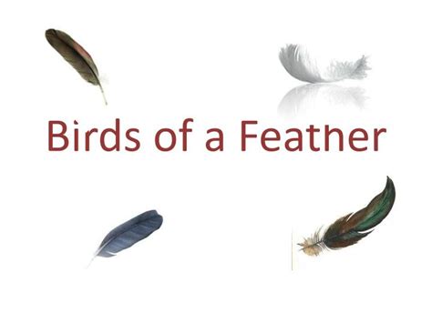 Ppt Birds Of A Feather Powerpoint Presentation Free Download Id