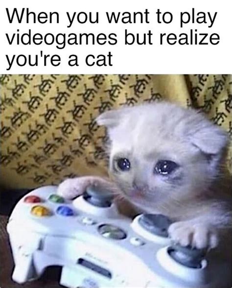 Filesad Gaming Cat Meme 3 Meming Wiki