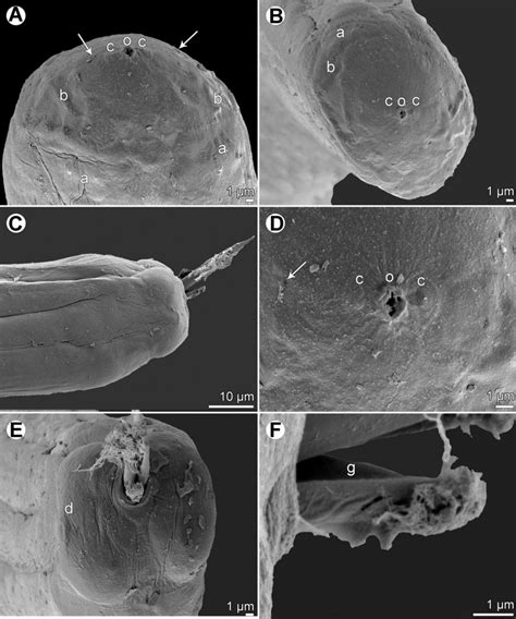 Philometra Longa N Sp Scanning Electron Micrographs Of Male A