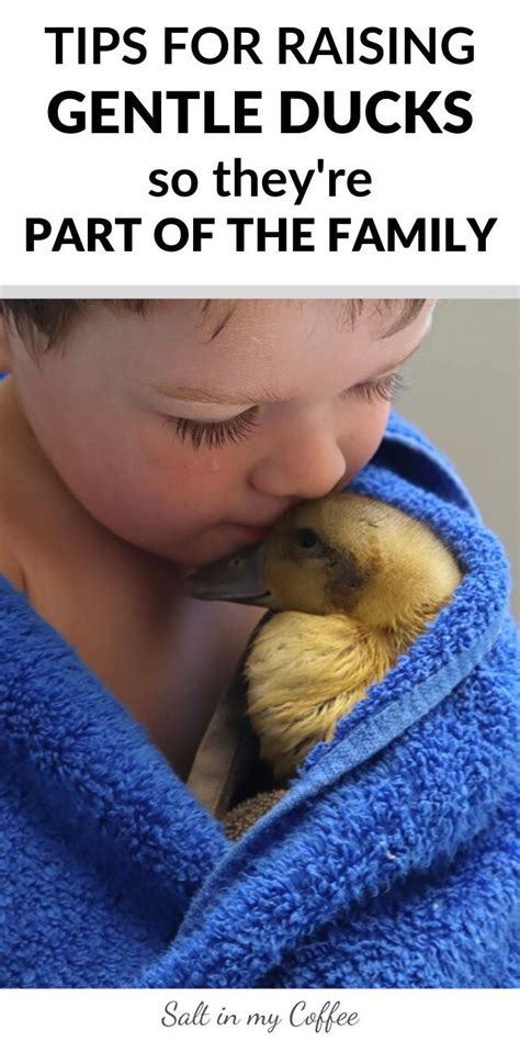 How To Raise Friendly Ducks Pet Ducks Backyard Ducks Duck Breeds