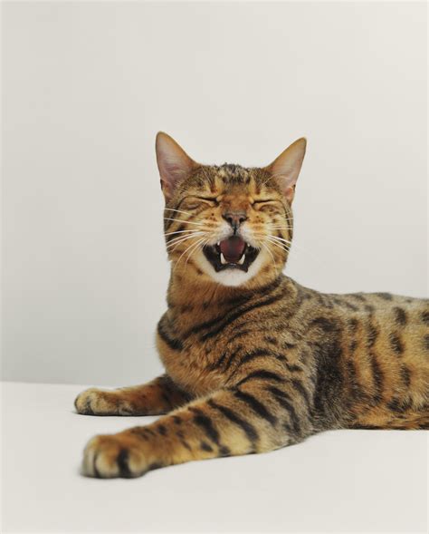 They do not require special handling like wild cats. Bengal Cat Breed Profile