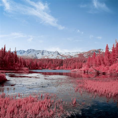 2048x2048 Autumn Red Pink Trees Lake 5k Ipad Air Hd 4k Wallpapers