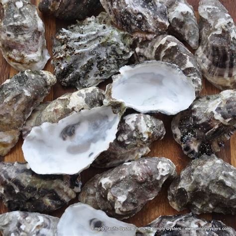 Oyster Shells Empty And Clean Oyster Shells Simply Oysters