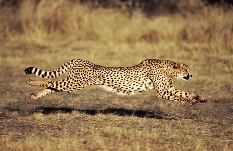 How Fast Can A Cheetah Run