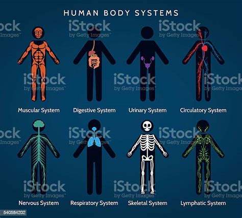 Human Body Systems Anatomy Stock Illustration Download Image Now Istock