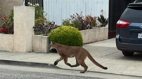 Elusive Big Cats Lurking Around Ca Neighborhood Photos Kansas City Star