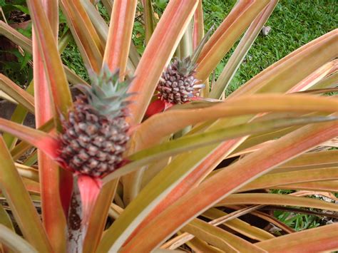 Garden Notes From Hawaii Pineapple Ananas Comosus