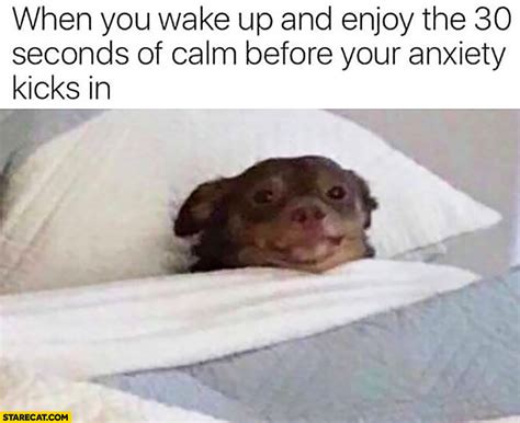 Dog Woke Me Up Meme Apsgeyser