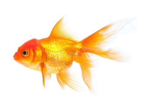 Goldfish Stock Photo Image Of Cypriniformes Cyprinidae 17318902