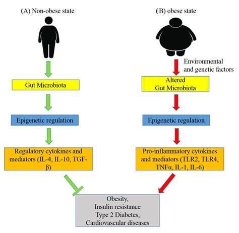 Representative Figure Of The Role Of The Gut Microbiota In Epigenetic