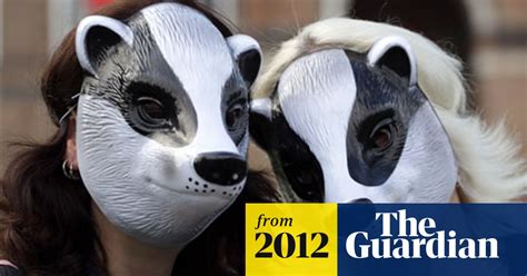 Full Scale Badger Cull Set To Get Government Go Ahead Badgers The