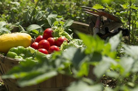 Vegetable Growing Benefits Health Benefits