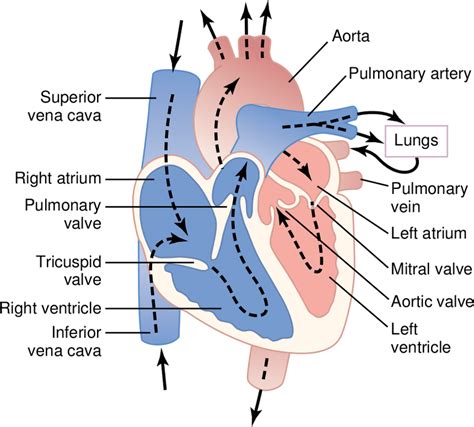 Steps Of Blood Flow Through The Heart