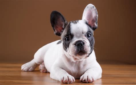 French Bulldogs Wallpapers Wallpaper Cave