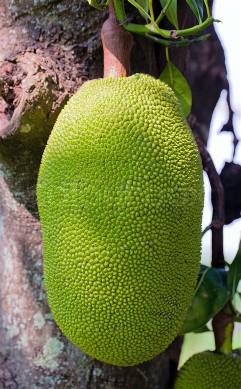 Big Jackfruit On The Tree Stock Image Colourbox
