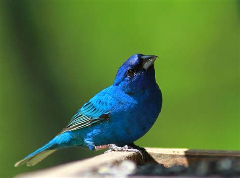 World Beautiful Birds : Indigo Bunting Birds | Interesting Facts ...