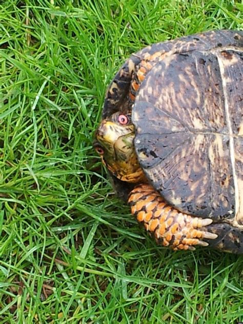 Turtle Sex Photos Capture Reptiles Intimate Moment On Golf Course