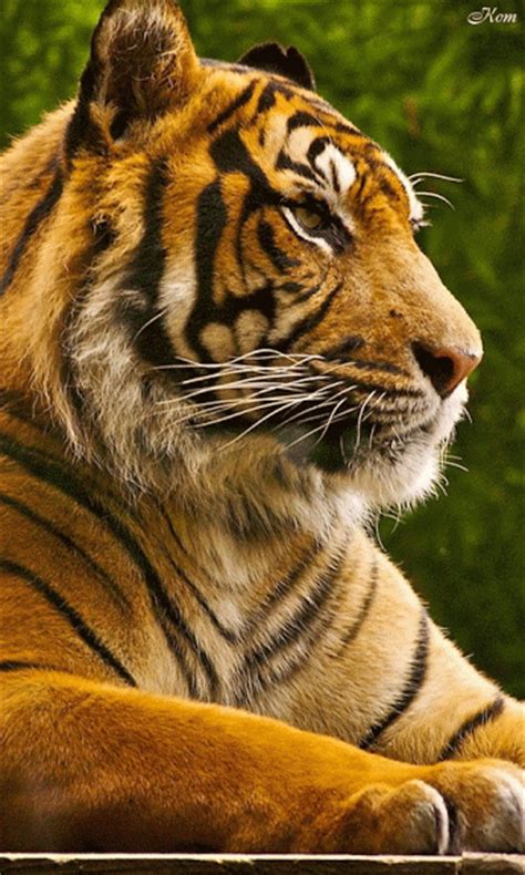 Decent Image Scraps Tiger Animation