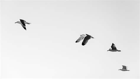 Download Wallpaper 1920x1080 Seagulls Birds Flying Sky Full Hd Hdtv