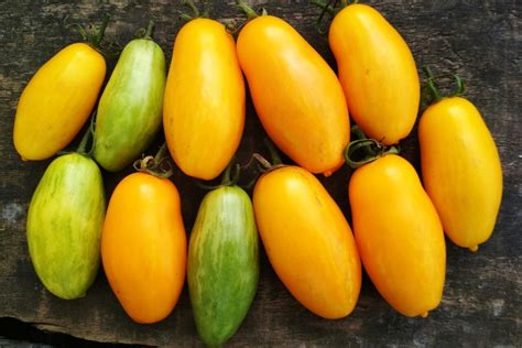 Томат банан оранжевый характеристика и описание сорта урожайность