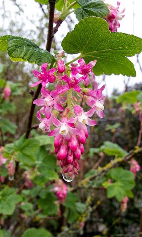 The relatively dry winters and warm summers of southern california encourage heavy flowering. Ribes sanguinium glutinosum | Mostly Natives Nursery