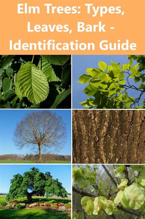 Types Of Elm Trees With Their Bark And Leaves Identification Guide In