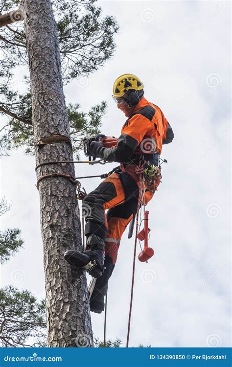 Arborist Climbing And Cutting A Tree Editorial Image Image Of
