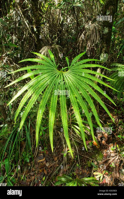 Close Up View Of Wild Fern In Tropical Rainforest Stock Photo Alamy