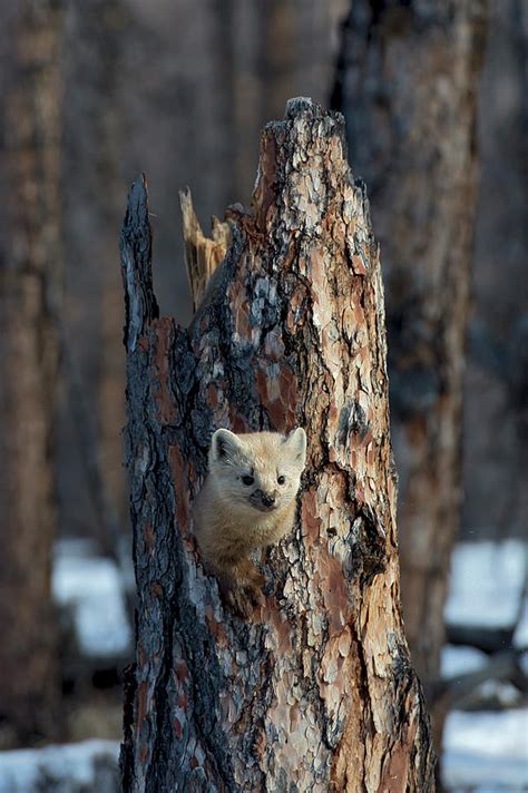 Sable Putoransky State Nature Reserve Siberia Russia Photograph By