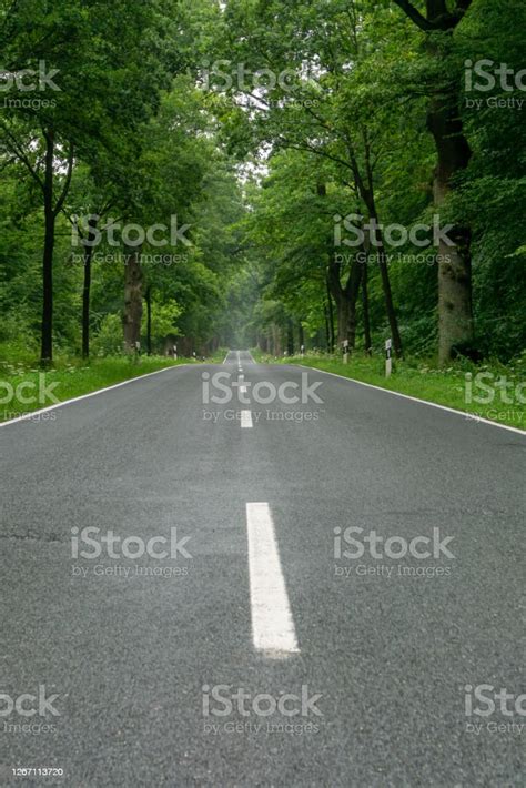 Empty Blacktop Twolane Road In Deep Lush Green Forest With Copy Space