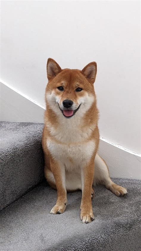 Happy Cheems After Long Walk Rshiba