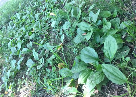 Skin Healing Properties Of Plantain Weed In Action Natural Health Rn