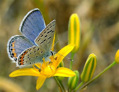Acmon Blue Butterfly Size Photographs Characteristics