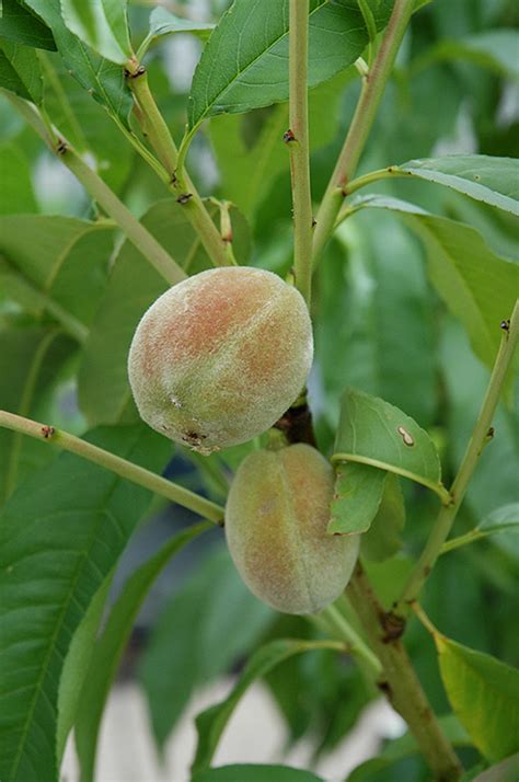 Elberta Peach Prunus Persica Elberta In Oklahoma City Edmond Norman