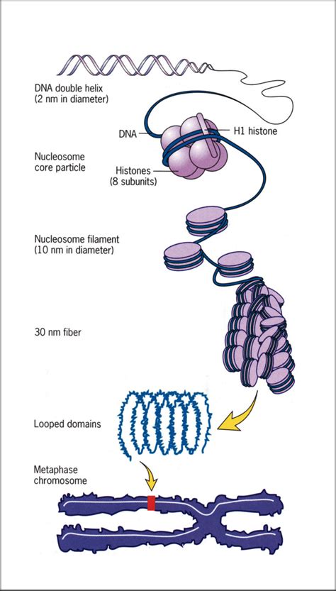 1 Chromosomes Are Made Of Dna Histone Protein Complexes Chromosomal