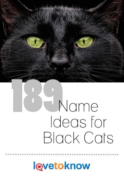 189 Creative Names For Black Cats Lovetoknow Pets Names For Black