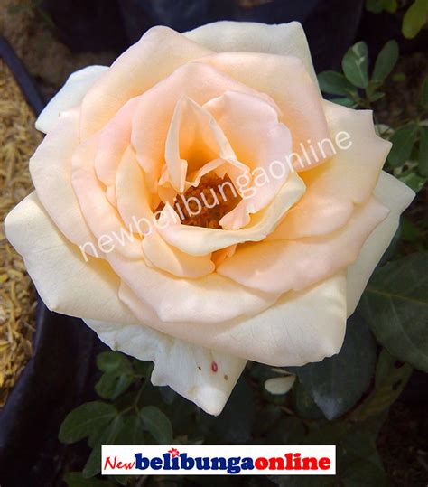 Jual Tanaman Hias Bunga Mawar Putih Di Lapak Newbelibungaonline