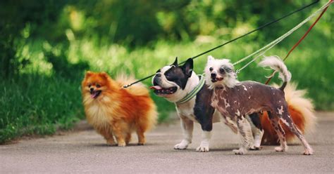 Tips And Tools To Stop Your Dog From Pulling The Leash
