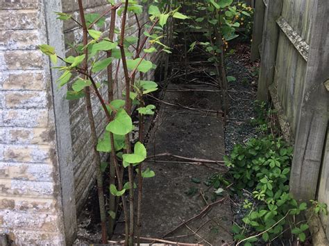 Japanese Knotweed Removal In Lincolnshire Case Study