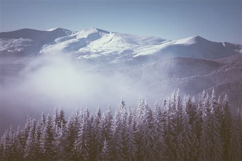 Winter Mountains Fir Fog Nature
