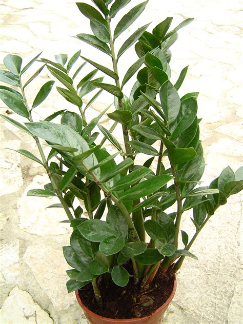 Filezamioculcas Zamiifolia 1 Wikimedia Commons