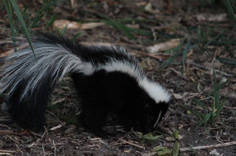 Into The Wild The Beautiful Majestic Skunk